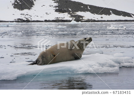 螃蟹quar密封 67183431