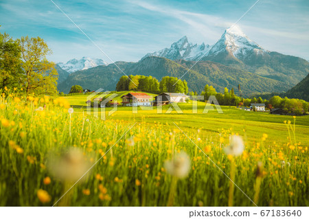 Idyllic landscape in the Alps with blooming meadows at sunset Idyllic landscape in the Alps with blooming meadows at sunset 67183640