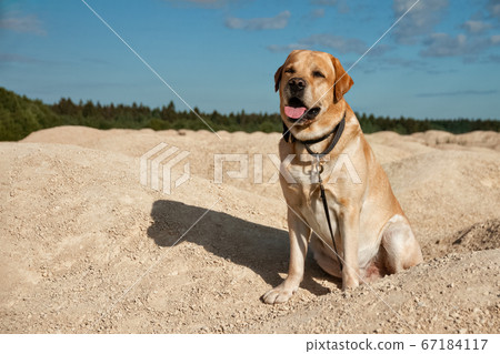 are labrador big