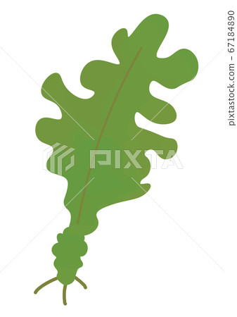 海藻的插圖 67184890
