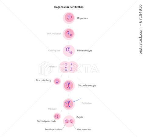 Reproductive system concept 67184910