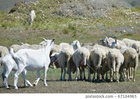 Two goats and a group of sheep graze. 67184965