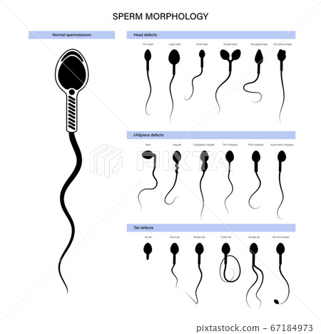 Reproductive system concept 67184973