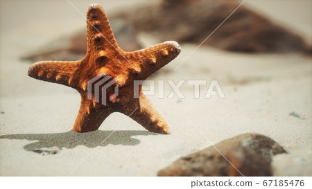 red starfish on ocean beach with golden sand red starfish on ocean beach with golden sand 67185476