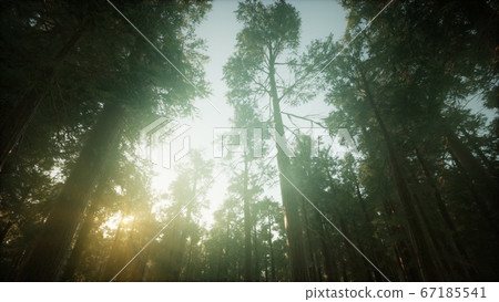 Redwood Forest Foggy Sunset Scenery Redwood Forest Foggy Sunset Scenery 67185541