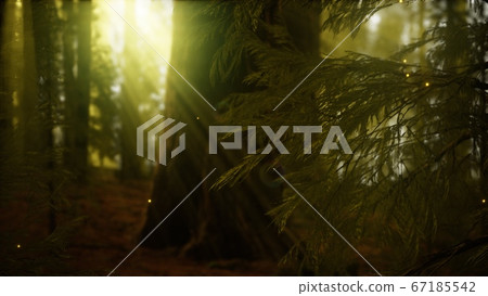 firefly in misty forest with fog firefly in misty forest with fog 67185542