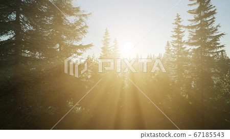 Healthy Green Trees in a Forest Healthy Green Trees in a Forest 67185543