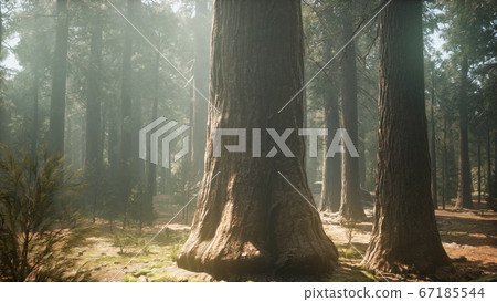 Sunset on the Giant Forest, Sequoia National Park, Sunset on the Giant Forest, Sequoia National Park, 67185544