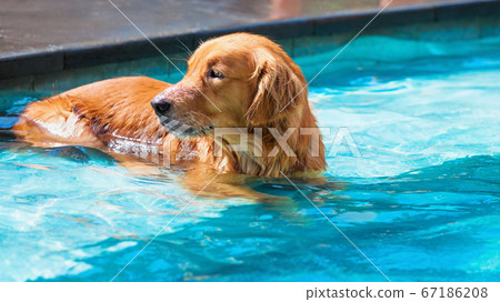 Lazy golden retriever labrador lying and relaxing Lazy golden retriever labrador lying and relaxing 67186208