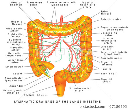 Colon - lymphatic drainage Colon - lymphatic drainage 67186593