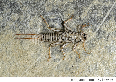 Stonegly larva body on river stone Stonegly larva body on river stone 67186626