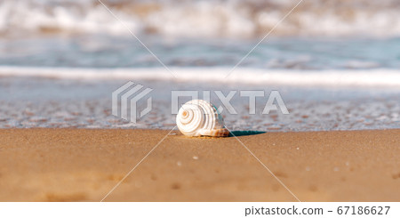 A Sea shell on a golden sandy beach close to crystal clear sea in Antalya. 67186627