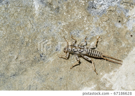 Stonegly larva body on river stone Stonegly larva body on river stone 67186628