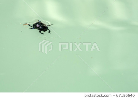 Stag beetle close up macro in a river 67186640
