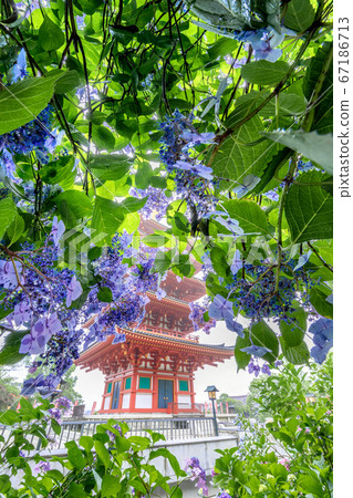 Takahata Fudosumi's five-storied tower and hydrangea Takahata Fudosumi's five-storied tower and hydrangea 67186713
