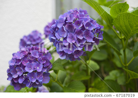 紫色繡球花 67187019