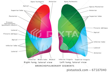 The Segments of lung The Segments of lung 67187040