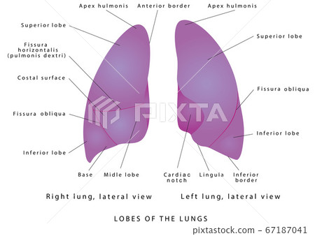 The human lungs The human lungs 67187041