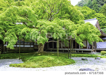 擁有美麗的新鮮綠色植物的賴山淺草寺大台院院（福岡縣to島市） 67187388