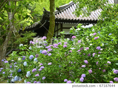 Kuanji寺的繡球花 Kuanji寺的繡球花 67187644