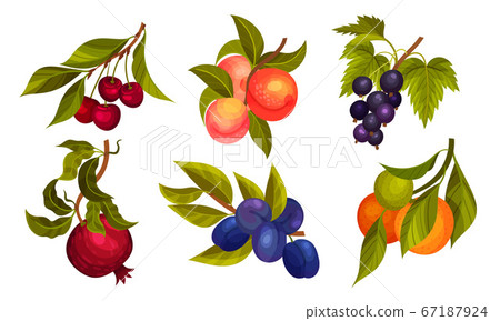 Garden Fruit Branches with Pomegranate and Plum Spur Vector Set Garden Fruit Branches with Pomegranate and Plum Spur Vector Set 67187924