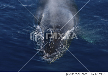 南極座頭鯨 67187933