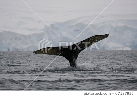 Antarctic humpback whale Antarctic humpback whale 67187935