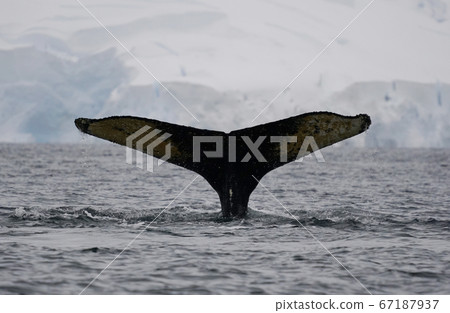 南極座頭鯨 67187937