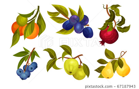 Garden Fruit Branches with Pomegranate and Plum Spur Vector Set Garden Fruit Branches with Pomegranate and Plum Spur Vector Set 67187943