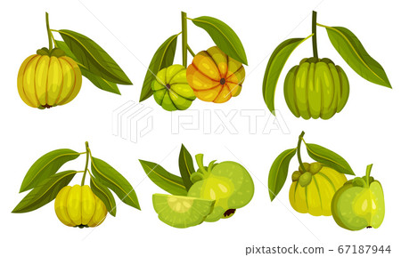 Garcinia Cambogia Fruit Looking Like Small Green Pumpkin Vector Set Garcinia Cambogia Fruit Looking Like Small Green Pumpkin Vector Set 67187944