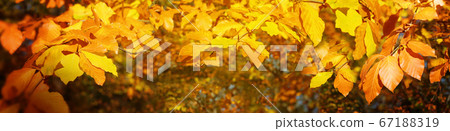 Autumnal leaves branches, golden autumn. Autumnal leaves branches, golden autumn. 67188319