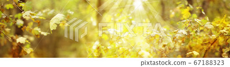 Autumn in forest.   67188323