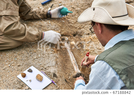 paleontologists have discovered a fossil in the paleontologists have discovered a fossil in the 67188842