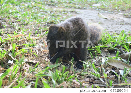 Squirrel eating a nut 67189064