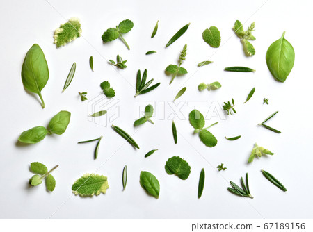 4片新鮮採摘的香草葉,薄荷,羅勒,迷迭香和百里香 4片新鮮採摘的香草葉,薄荷,羅勒,迷迭香和百里香 67189156