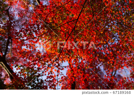 Autumn red leaves and blue sky 67189168