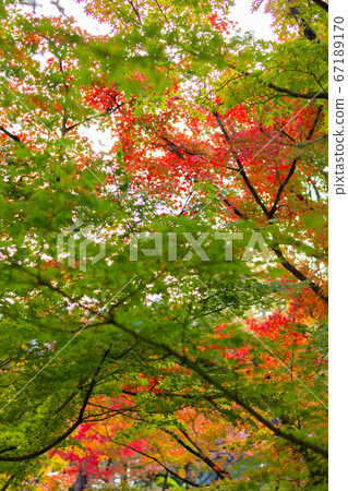 Autumn leaves and green leaves 67189170