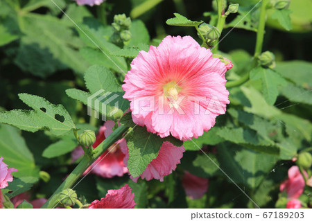 綻放的粉紅色蜀葵花 67189203
