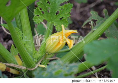Zucchini flowers Zucchini flowers 67189307