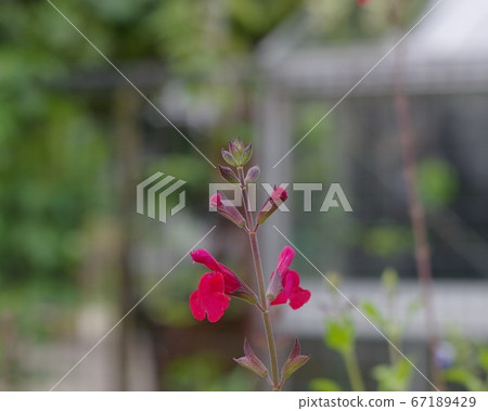 丹參（櫻桃鼠尾草） 67189429