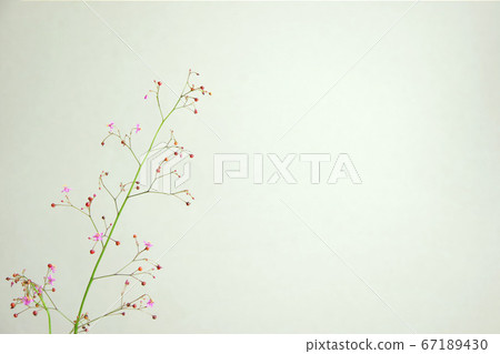 野花的質地 67189430