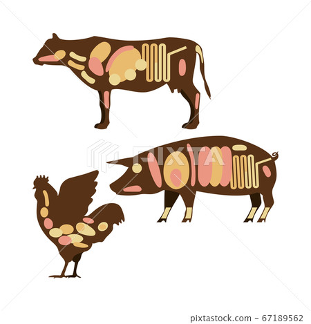 牛肉，豬肉，雞肉，荷爾蒙部位，無名，插圖 67189562