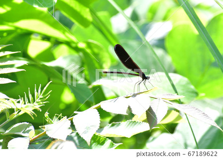 Female haguro dragonfly up Female haguro dragonfly up 67189622