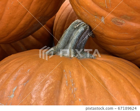 Halloween pumpkin store in hongkong Halloween pumpkin store in hongkong 67189624