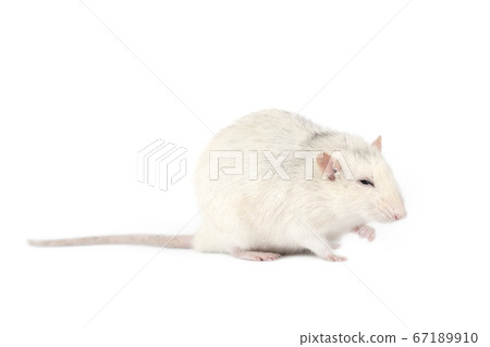 Funny and fat light gray rat with long tail 67189910