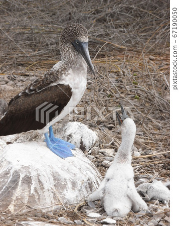 Blue-footed boobies parent and child Blue-footed boobies parent and child 67190050