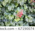 Huquela flowers 67190074