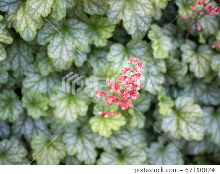 Huquela flowers 67190074