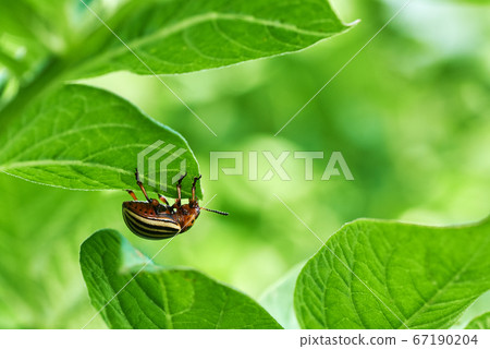 Close-up photo of a potato beetle on a plant leaf. 67190204