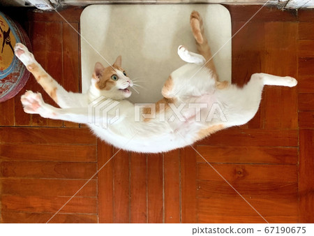 scaredy cat on the floor 67190675